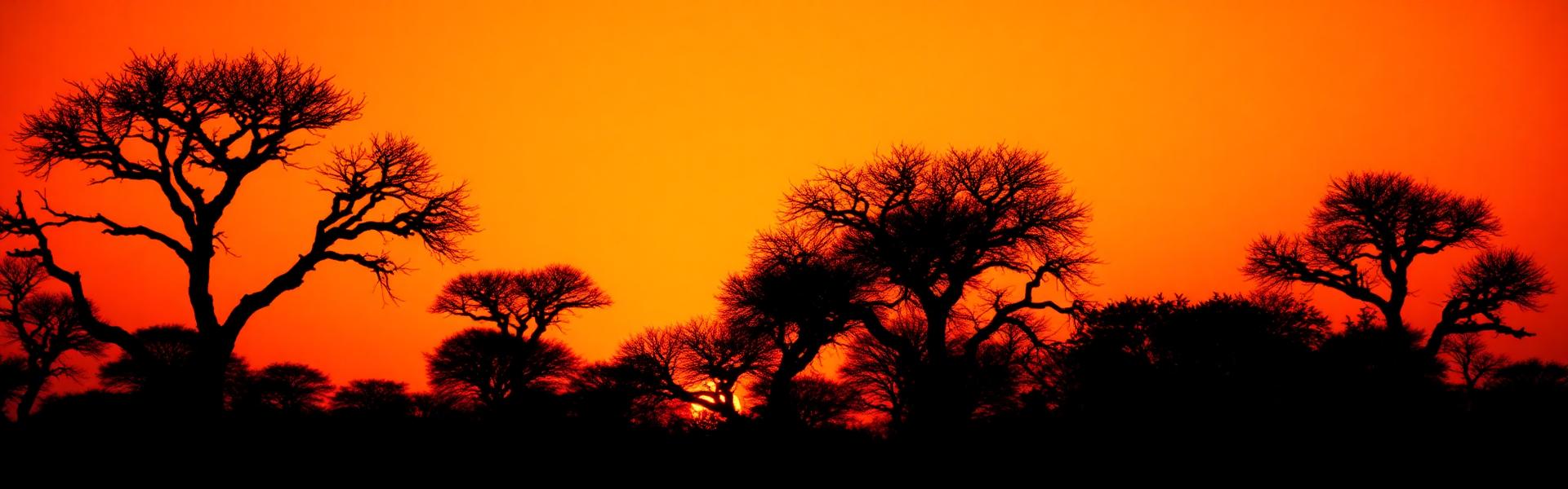 Safari sunset horizon with acacia trees